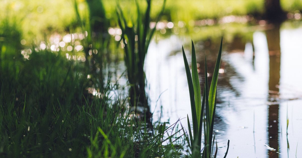 Naturteich richtig anlegen: So wird dein Garten zur lebendigen Wohlfühloase