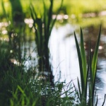 Naturteich richtig anlegen: So wird dein Garten zur lebendigen Wohlfühloase