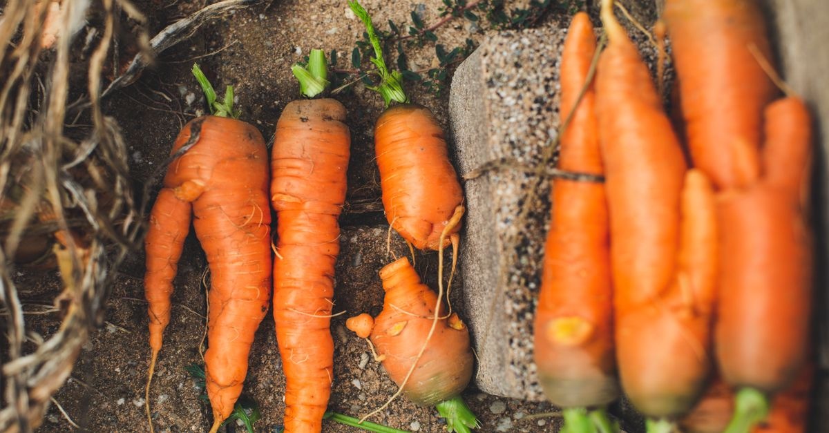 Karotten richtig aussäen: So gelingt die Möhrenernte im eigenen Garten