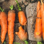 Karotten richtig aussäen: So gelingt die Möhrenernte im eigenen Garten