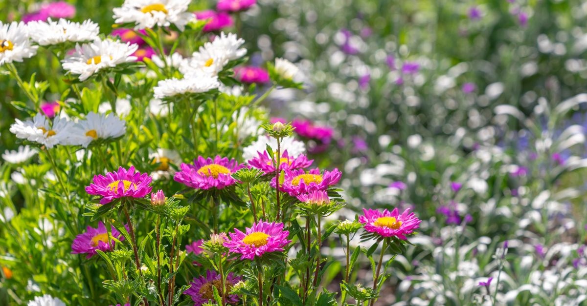 Beete im Herbst pflegen: Mit diesen Tipps blüht dein Garten im nächsten Frühling auf