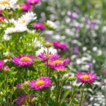 Beete im Herbst pflegen: Mit diesen Tipps blüht dein Garten im nächsten Frühling auf
