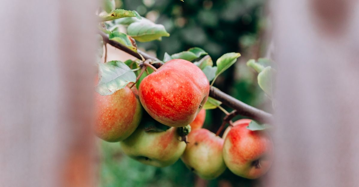 Die besten Obstbäume für Ihren Garten: So treffen Sie die richtige Wahl
