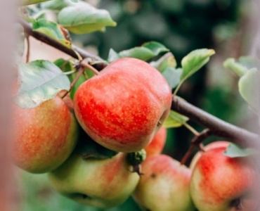 Die besten Obstbäume für Ihren Garten: So treffen Sie die richtige Wahl