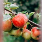 Die besten Obstbäume für Ihren Garten: So treffen Sie die richtige Wahl