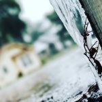 Regenwasser industriell nutzen: Nachhaltige Lösungen für eine effiziente Wasserversorgung