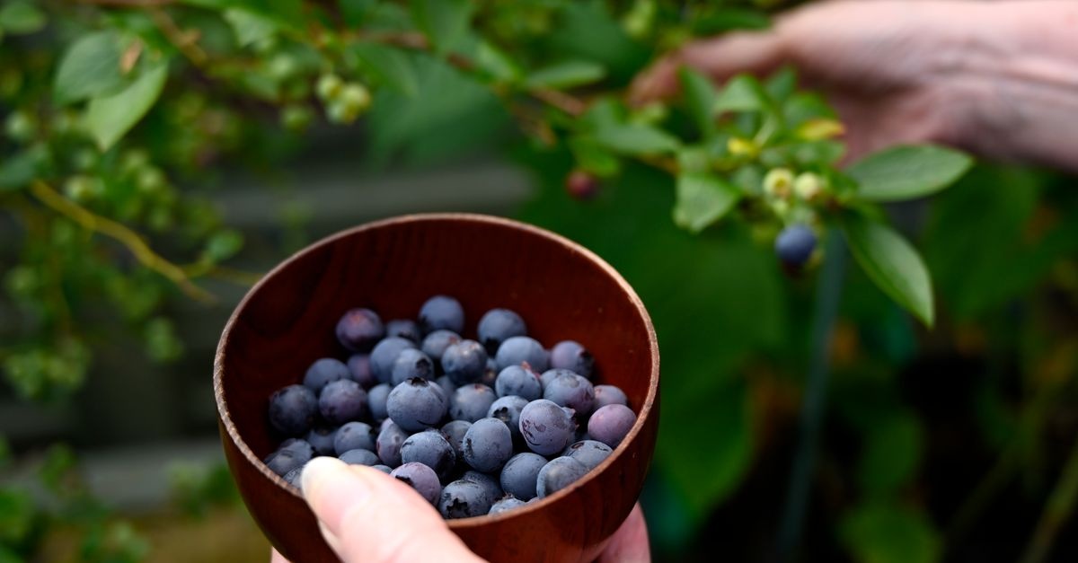 Heidelbeeren richtig pflanzen: So gedeihen süße Beeren im eigenen Garten