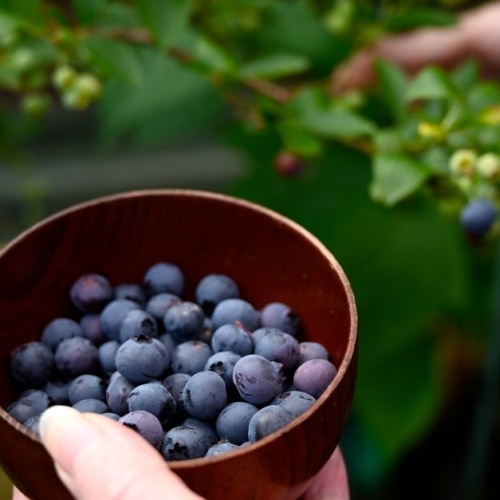 Heidelbeeren richtig pflanzen: So gedeihen süße Beeren im eigenen Garten