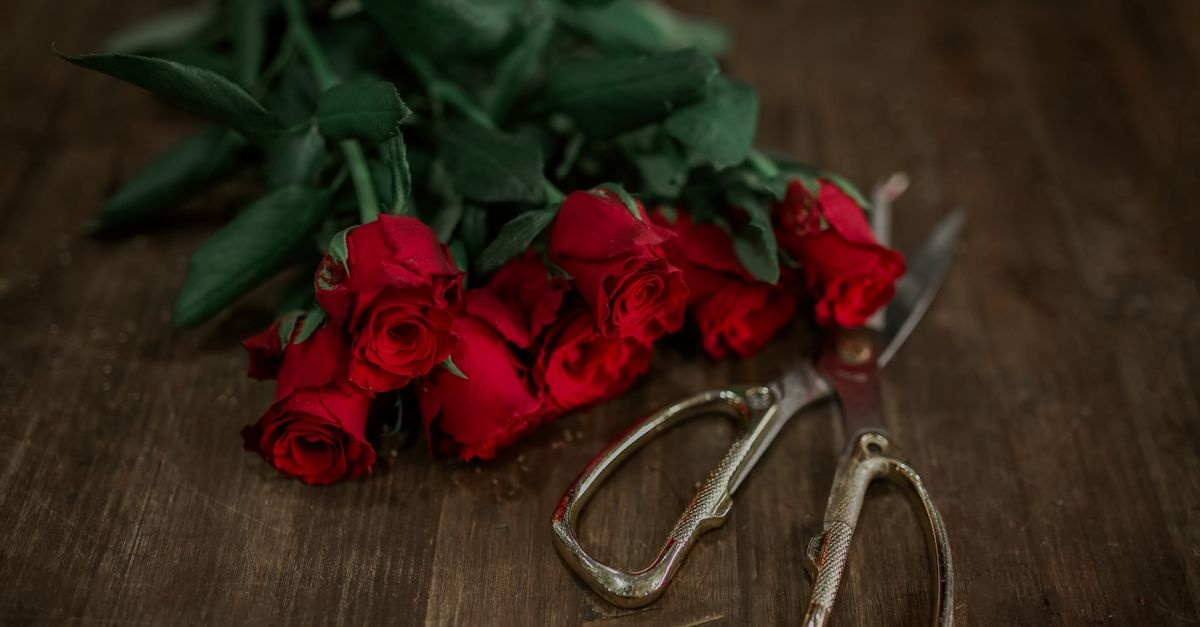 Rosen richtig zurückschneiden: Der einfache Schnitt für eine üppige Blütenpracht