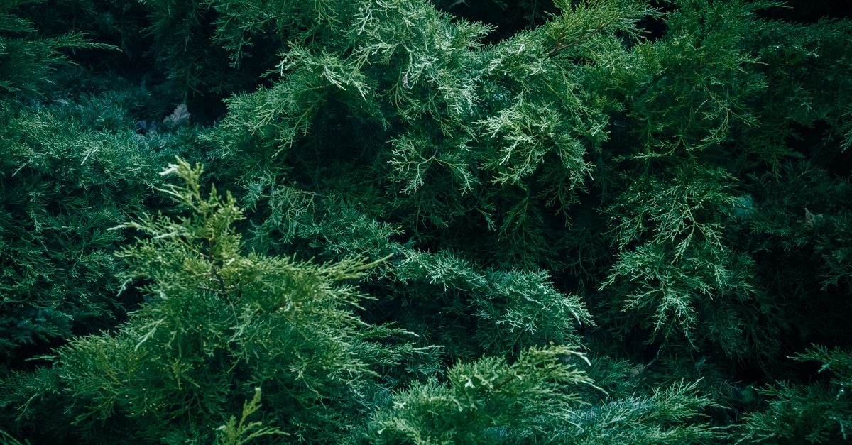 Immergrüne Sträucher für Sichtschutz: Die schönsten Pflanzen für mehr Privatsphäre im Garten